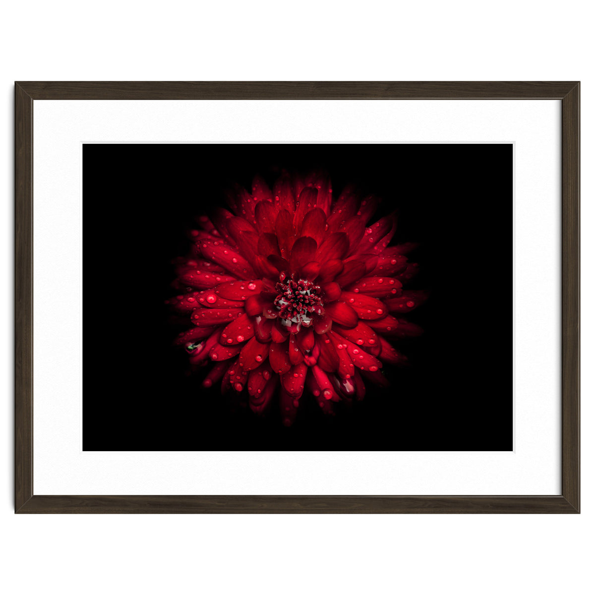 Backyard Flowers 45 Color Version