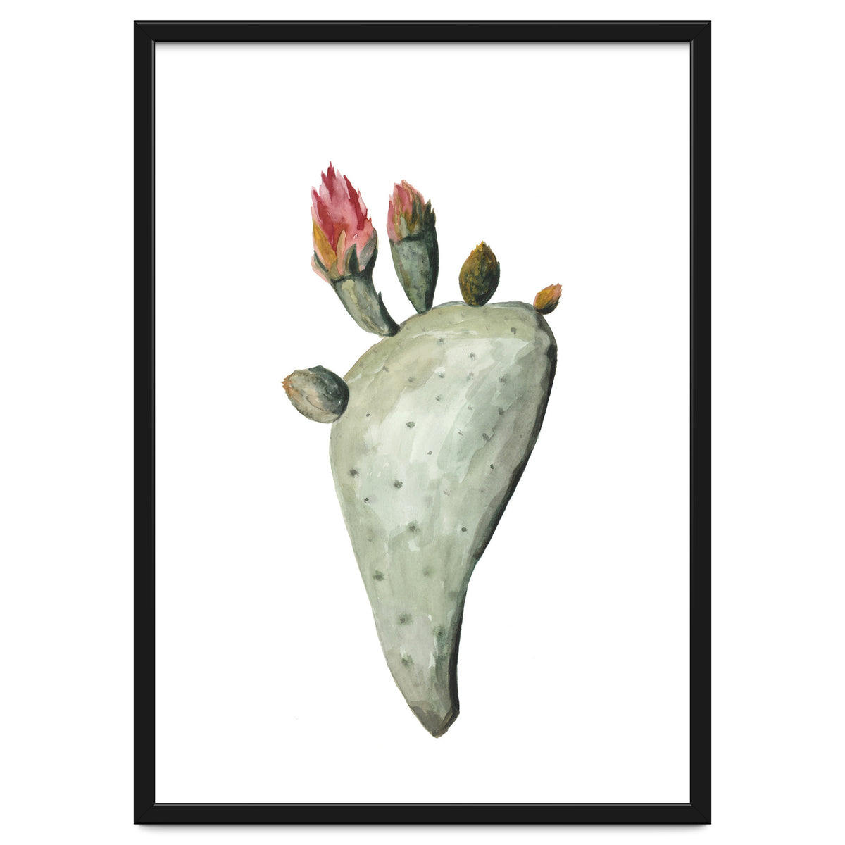 Botanical Illustration Cactus Flowers