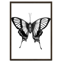 Butterfly Wings