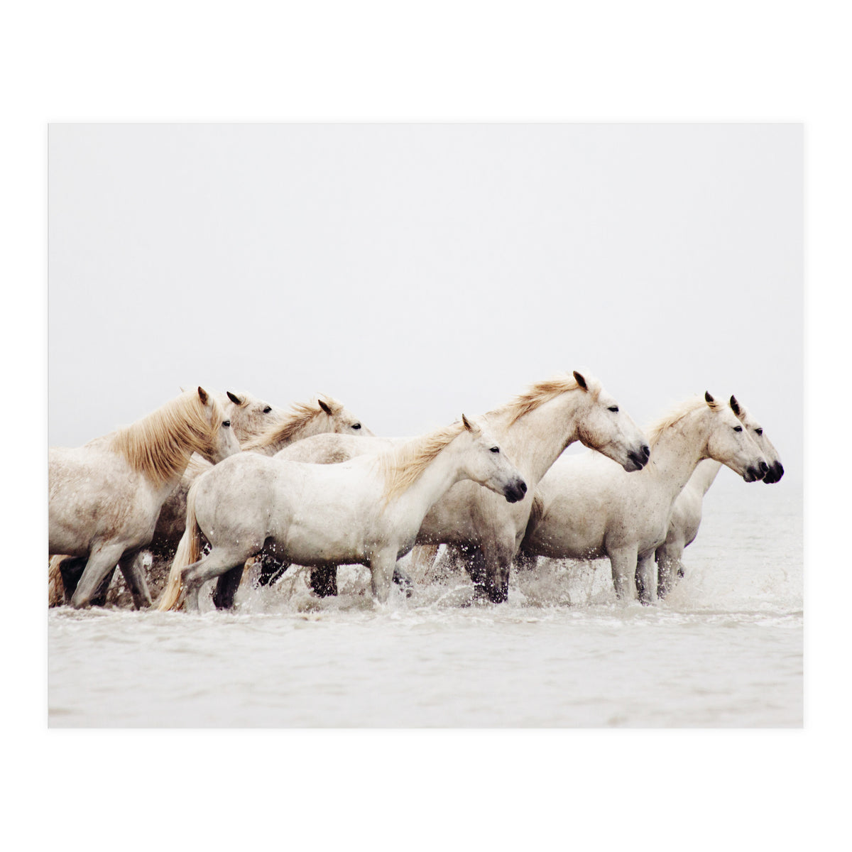 White Horses - Nature Photography (Print Only)