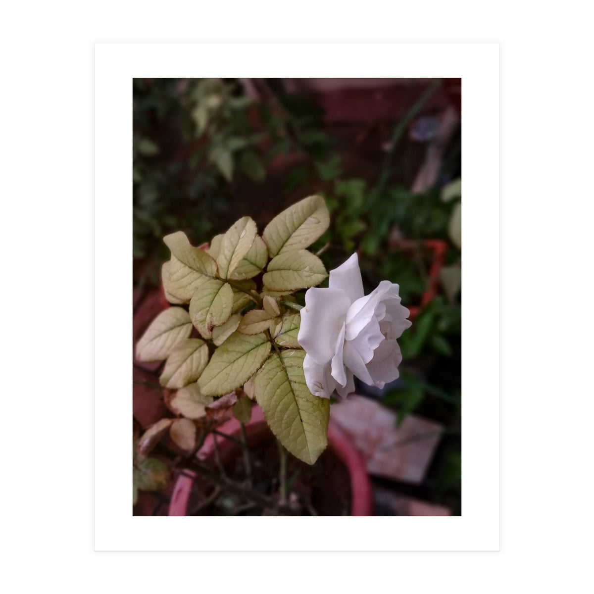 White Rose Garden (Print Only)