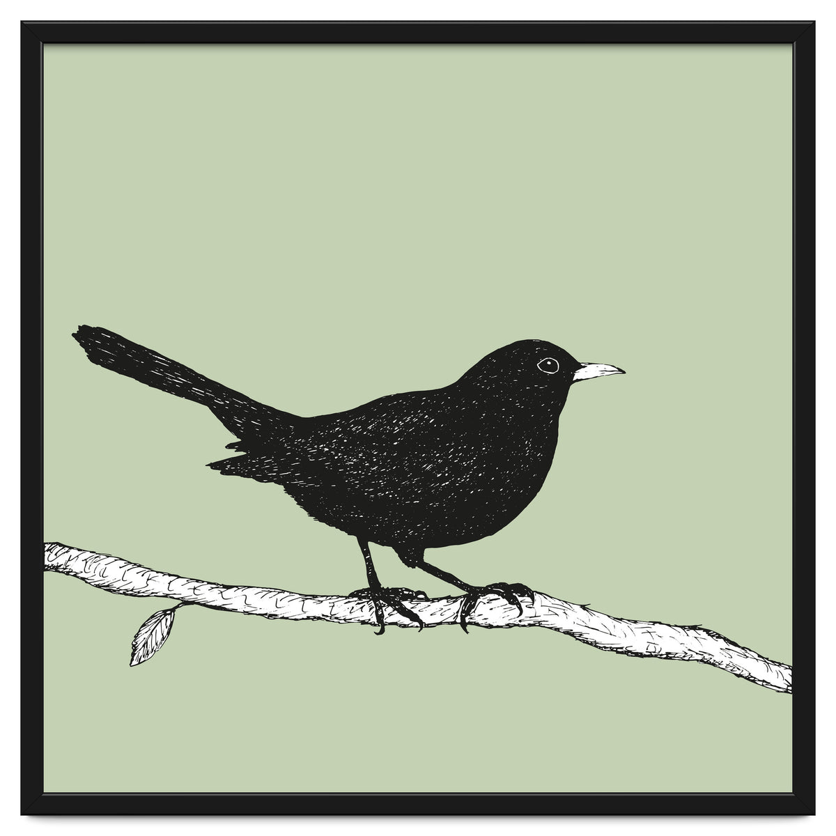 Blackbird pen drawing