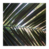 Palm leaf (Print Only) thumbnail
