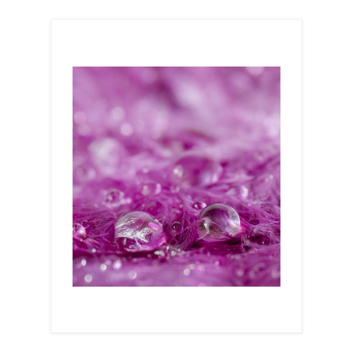 Drops in feathers (Print Only)