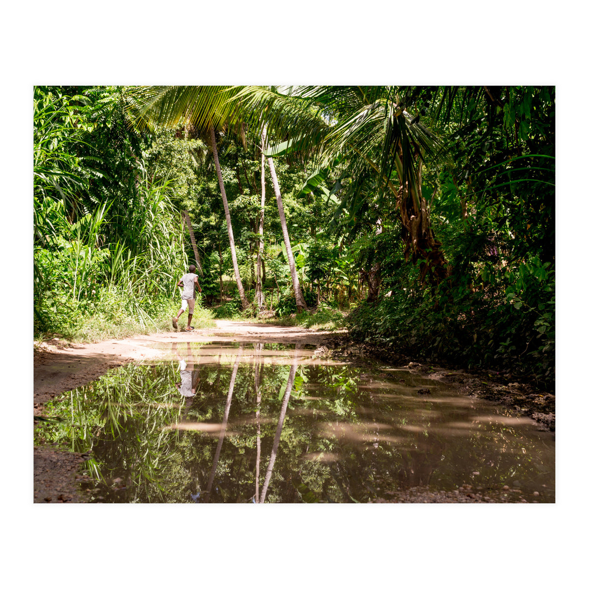 Haitian Bush (Print Only)