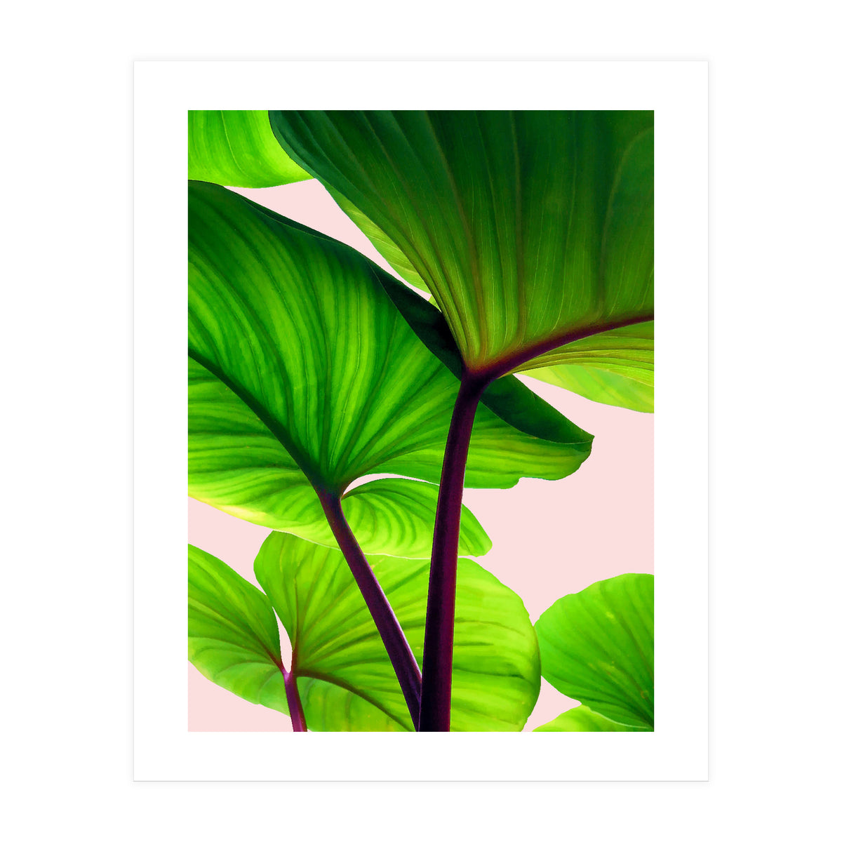 Charming Sequence (Print Only)