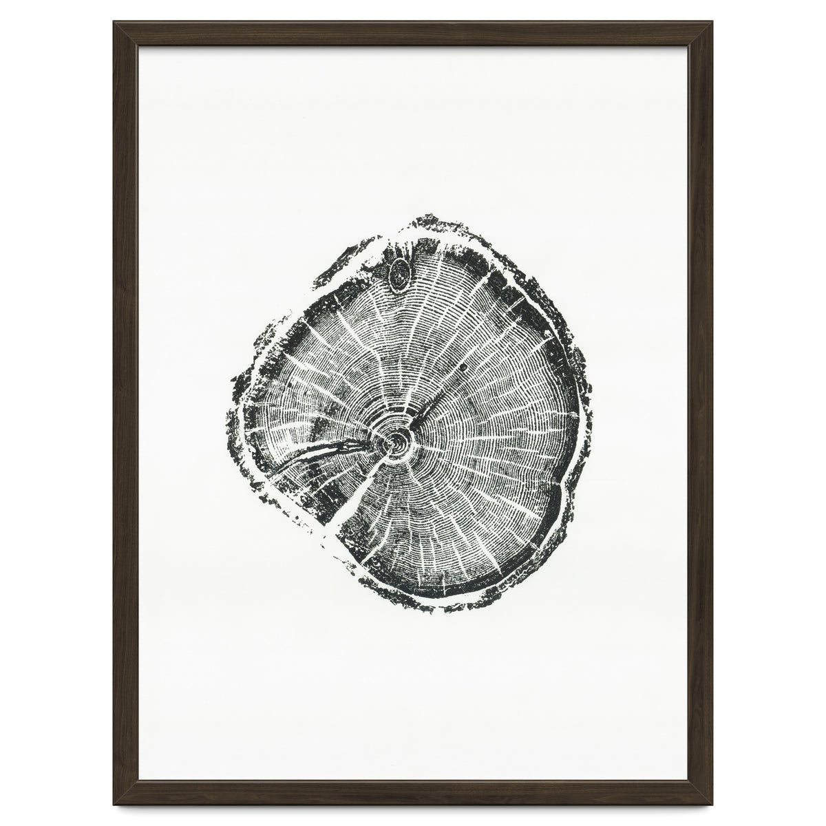 Tree Ring Print, Albion Basin, Utah, Pine Tree Print