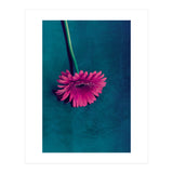 Gerbera for love (Print Only) thumbnail