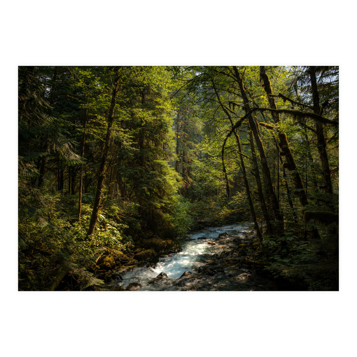Cascade River (Print Only)