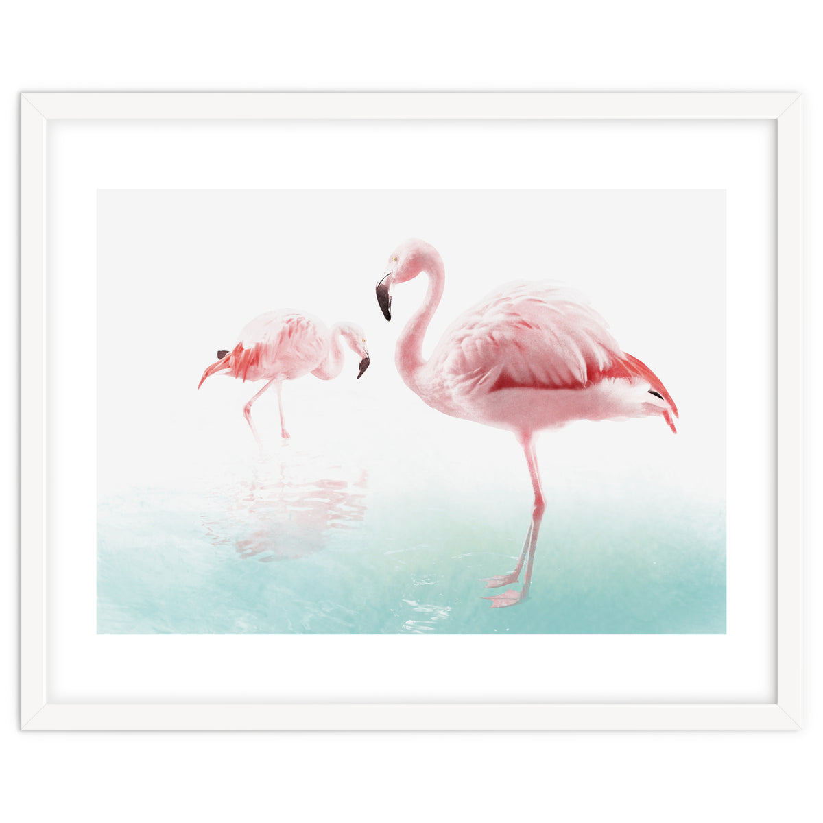 Flamingos