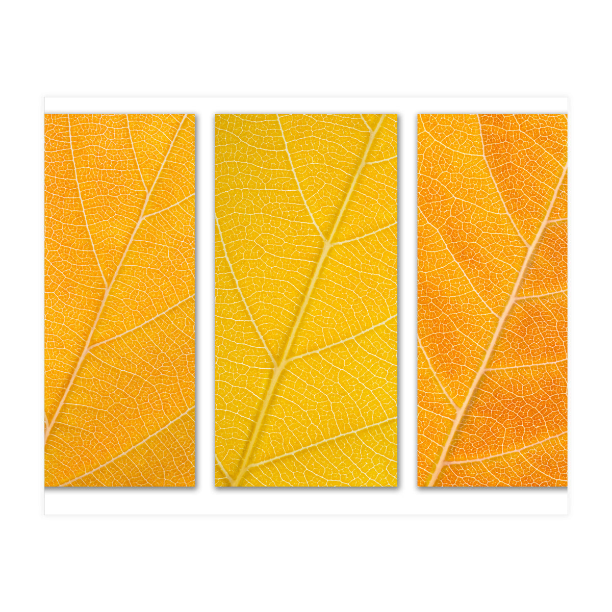 Autumn Leaves (Print Only)