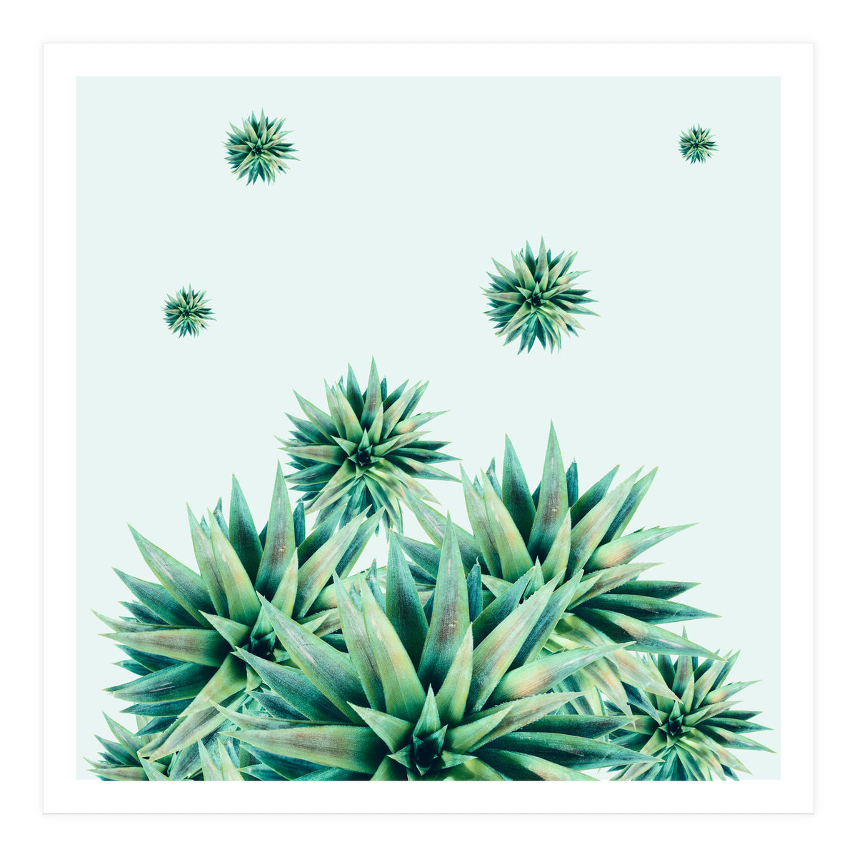 Tropical Stars (Print Only)