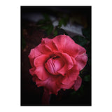 Red-Orange Rose (Print Only) thumbnail