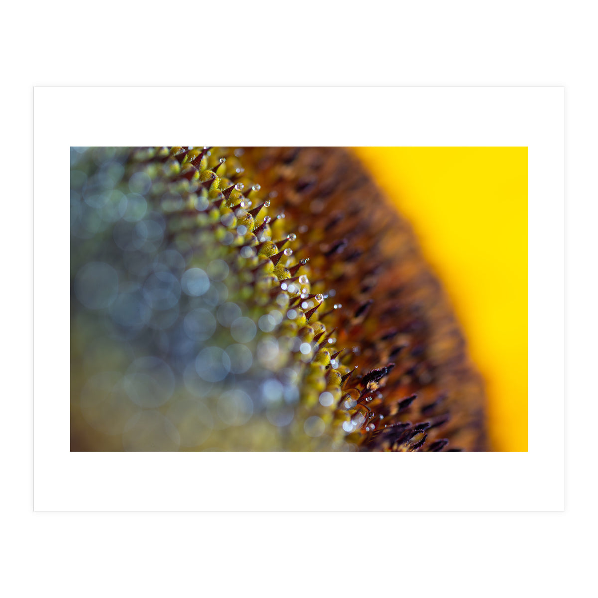 Bumblebee (Print Only)