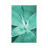 Agave (Print Only) thumbnail