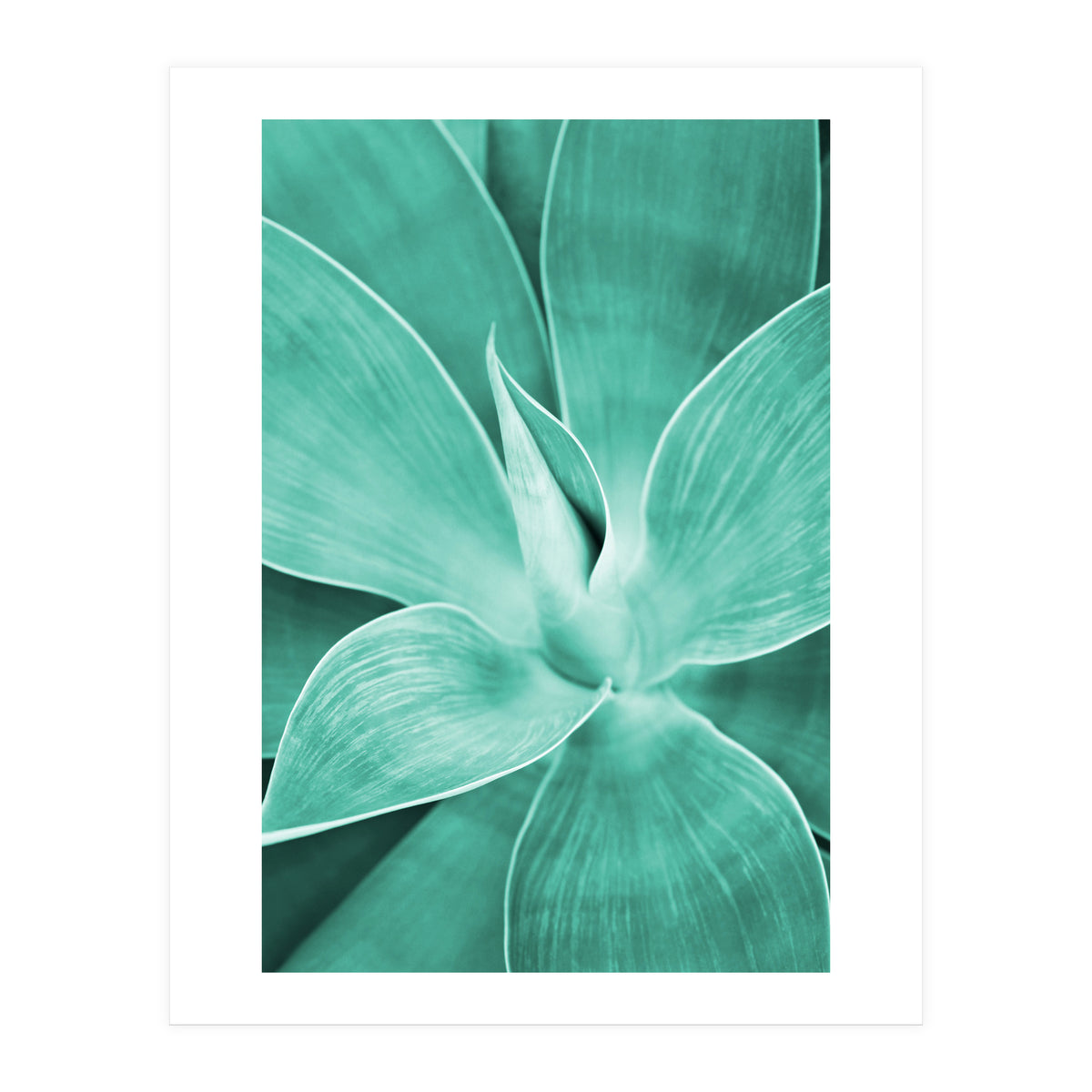 Agave (Print Only)