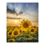 Sunflower field at sunset  (Print Only) thumbnail