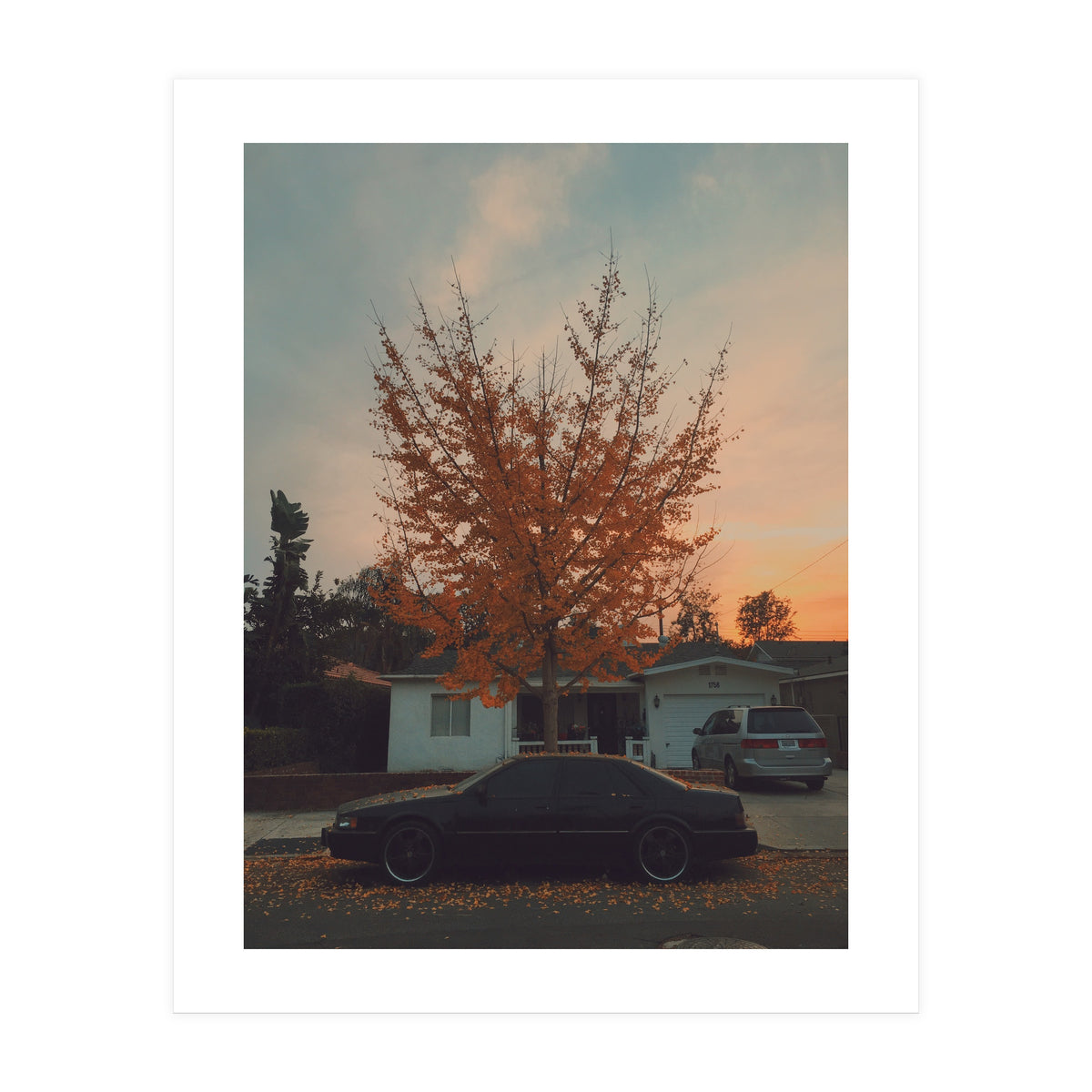 Autumn tree (Print Only)