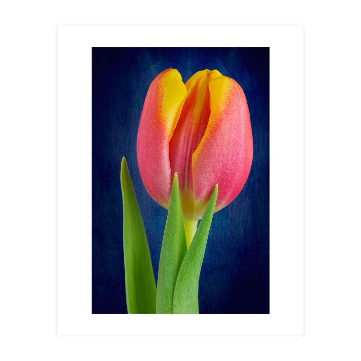 Tulip (Print Only)