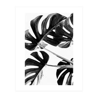 Monstera Black And White 05 (Print Only)