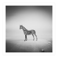 Zebra Mist (Print Only)