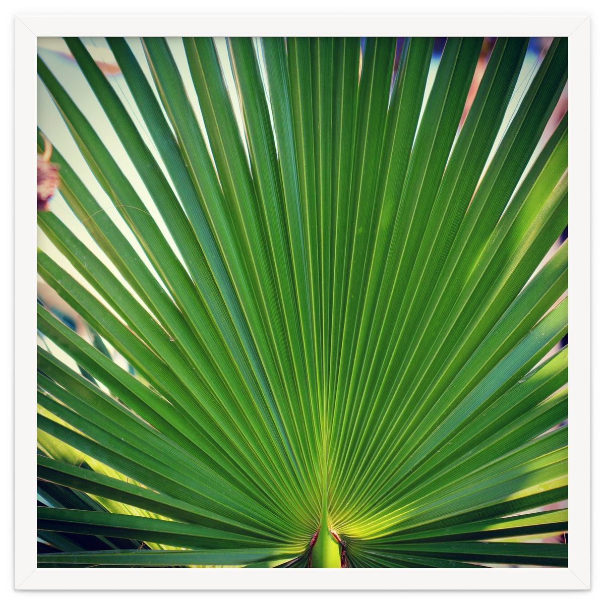 palm leaf