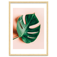 Monstera Shadow