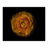 Backyard Flowers No 73 Color Version (Print Only) thumbnail