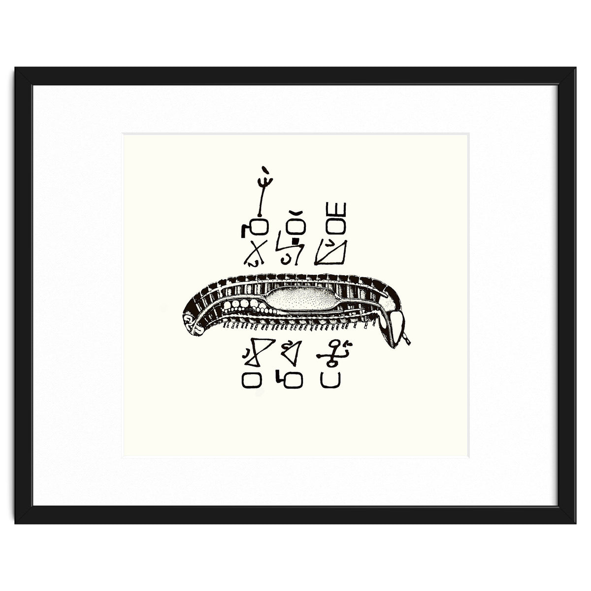 Diplopod David Felix