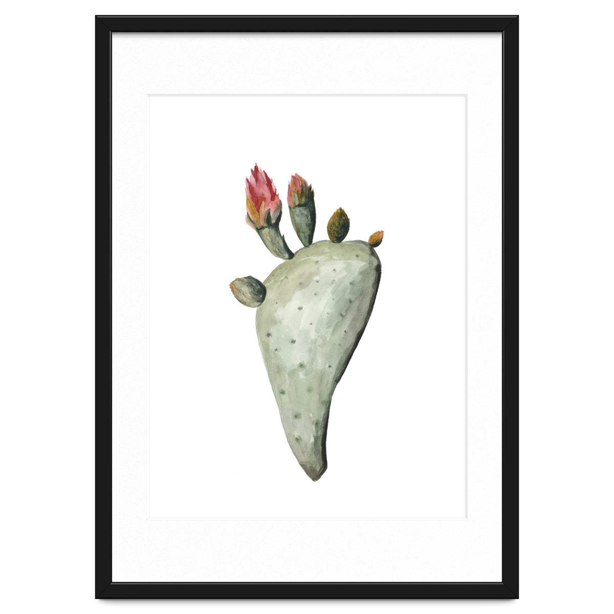 Botanical Illustration Cactus Flowers