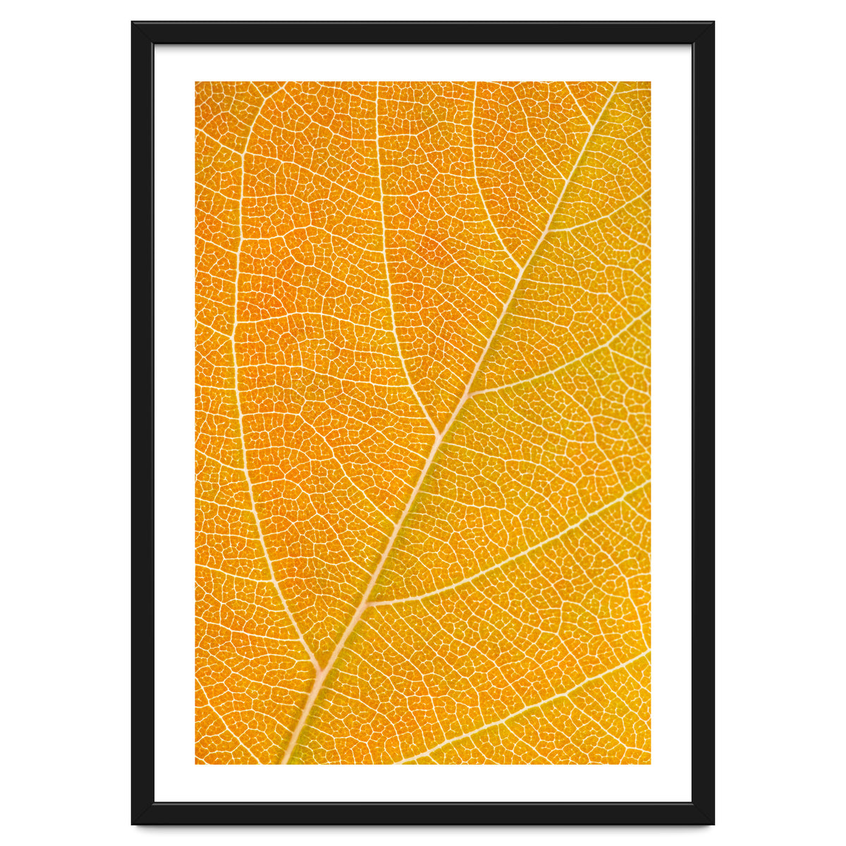 Autumn Leaf