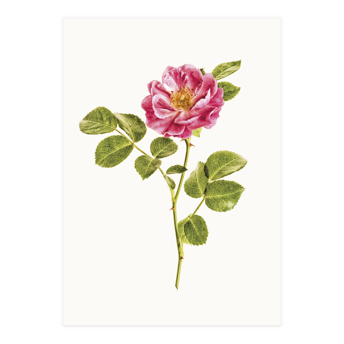 Cc Roses 06 (Print Only)