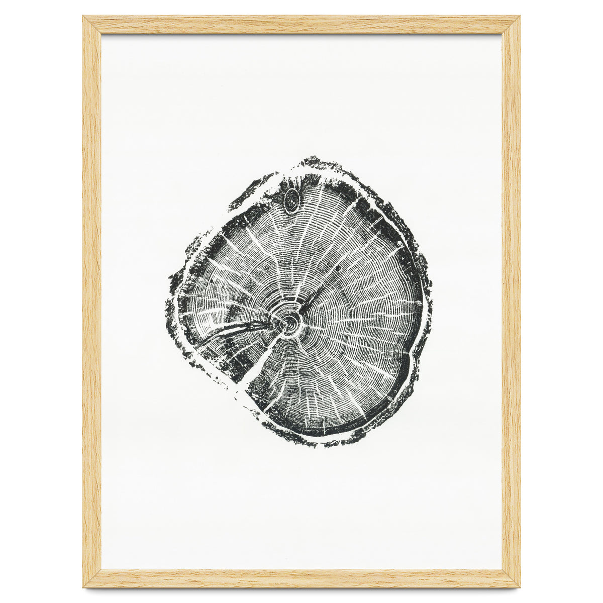 Tree Ring Print, Albion Basin, Utah, Pine Tree Print