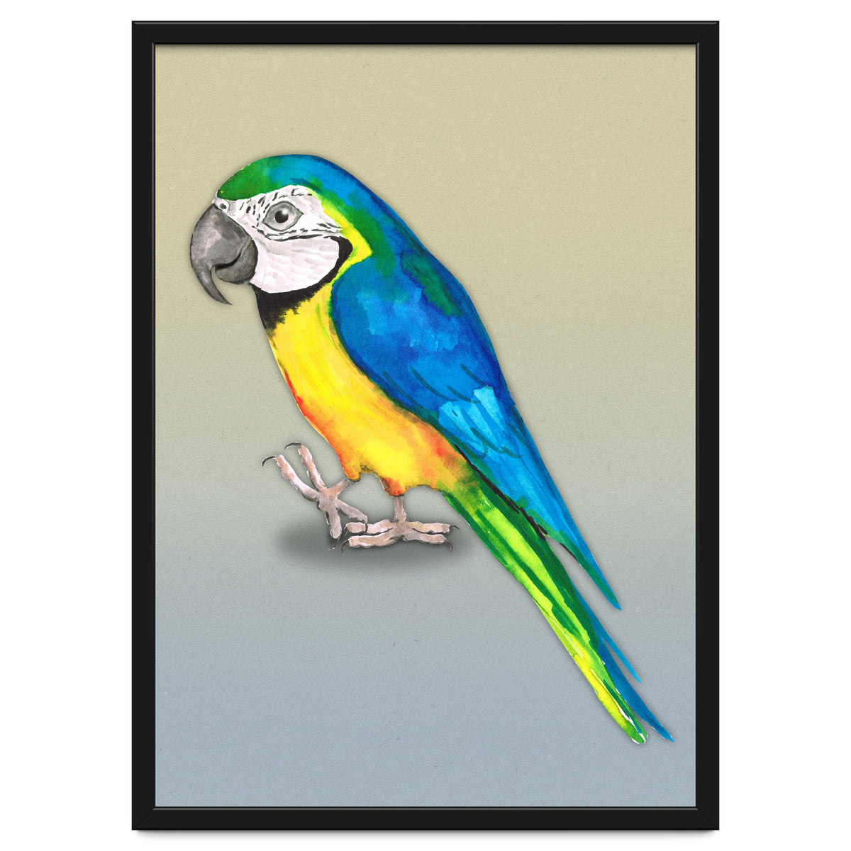Blue and yellow macaw