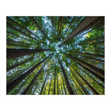 Forest (Print Only) thumbnail