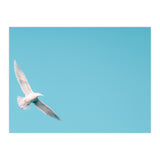 Seagull (Print Only) thumbnail