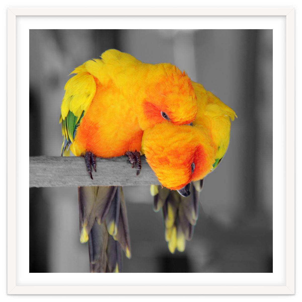 Two sun conures