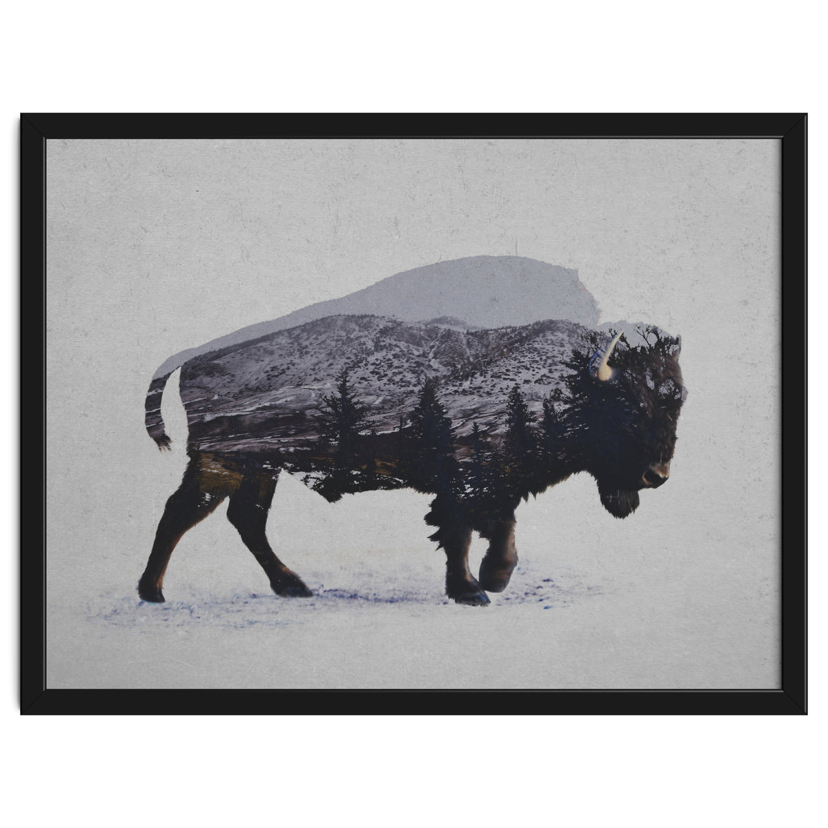 The American Bison