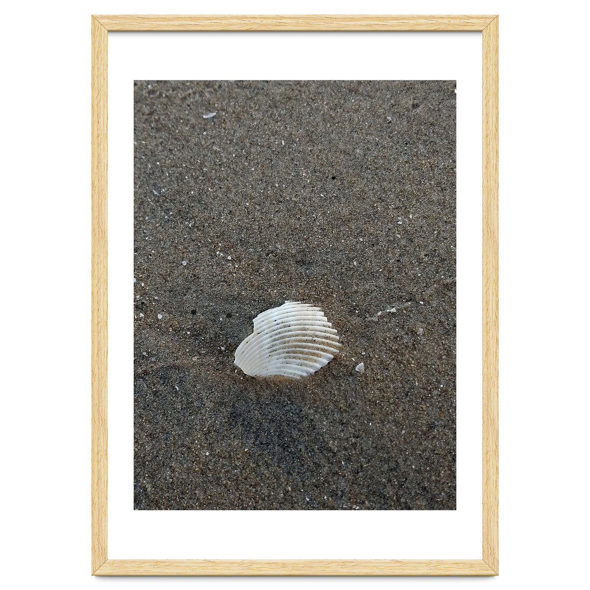 Shell in Sea Shore