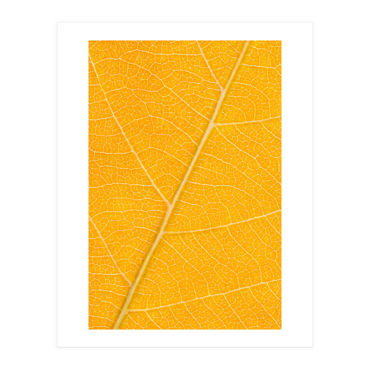Autumn Leaf (Print Only)