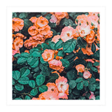 Vintage Blossom Ii (Print Only) thumbnail