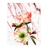 Flowering on pink marble (Print Only) thumbnail