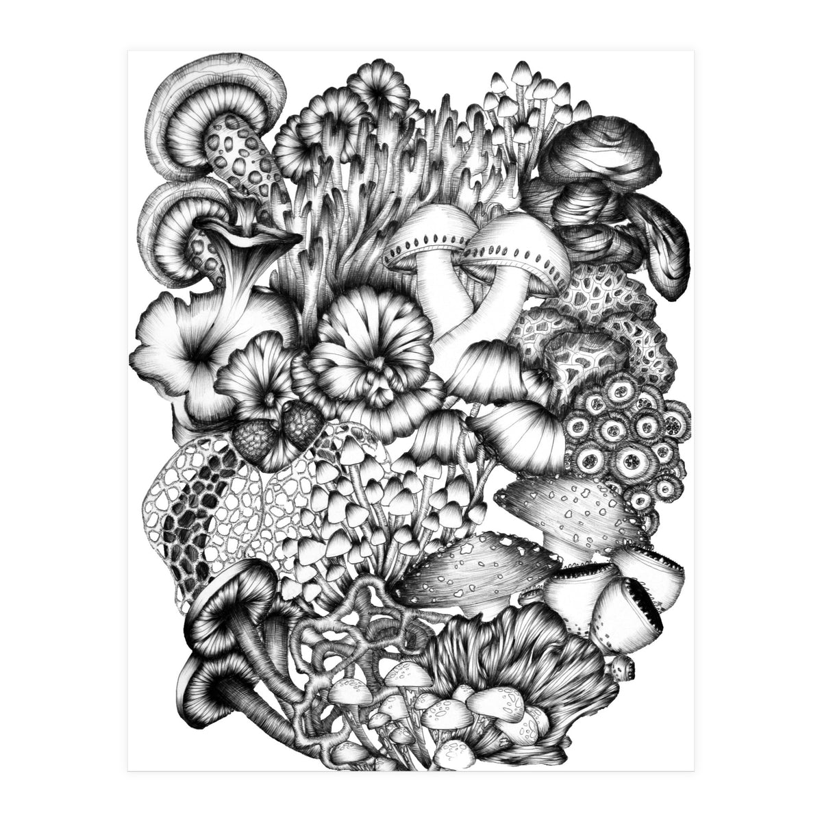 Medley Of Mushrooms (Print Only)