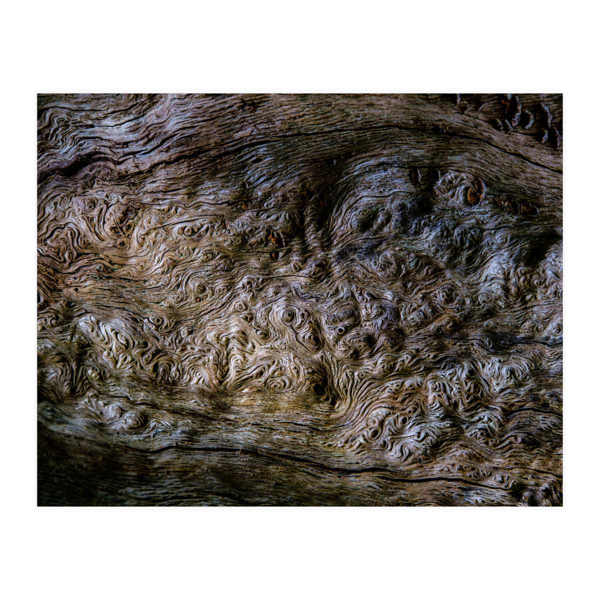 Burlwood pattern in tree  (Print Only)