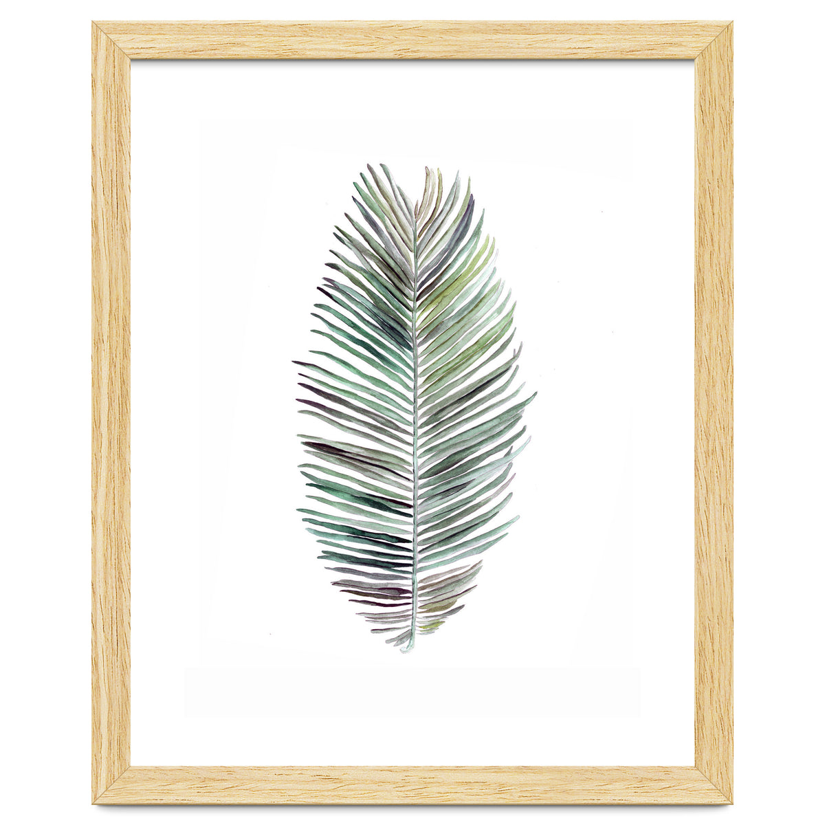 Botanical Illustration Cocos Palm