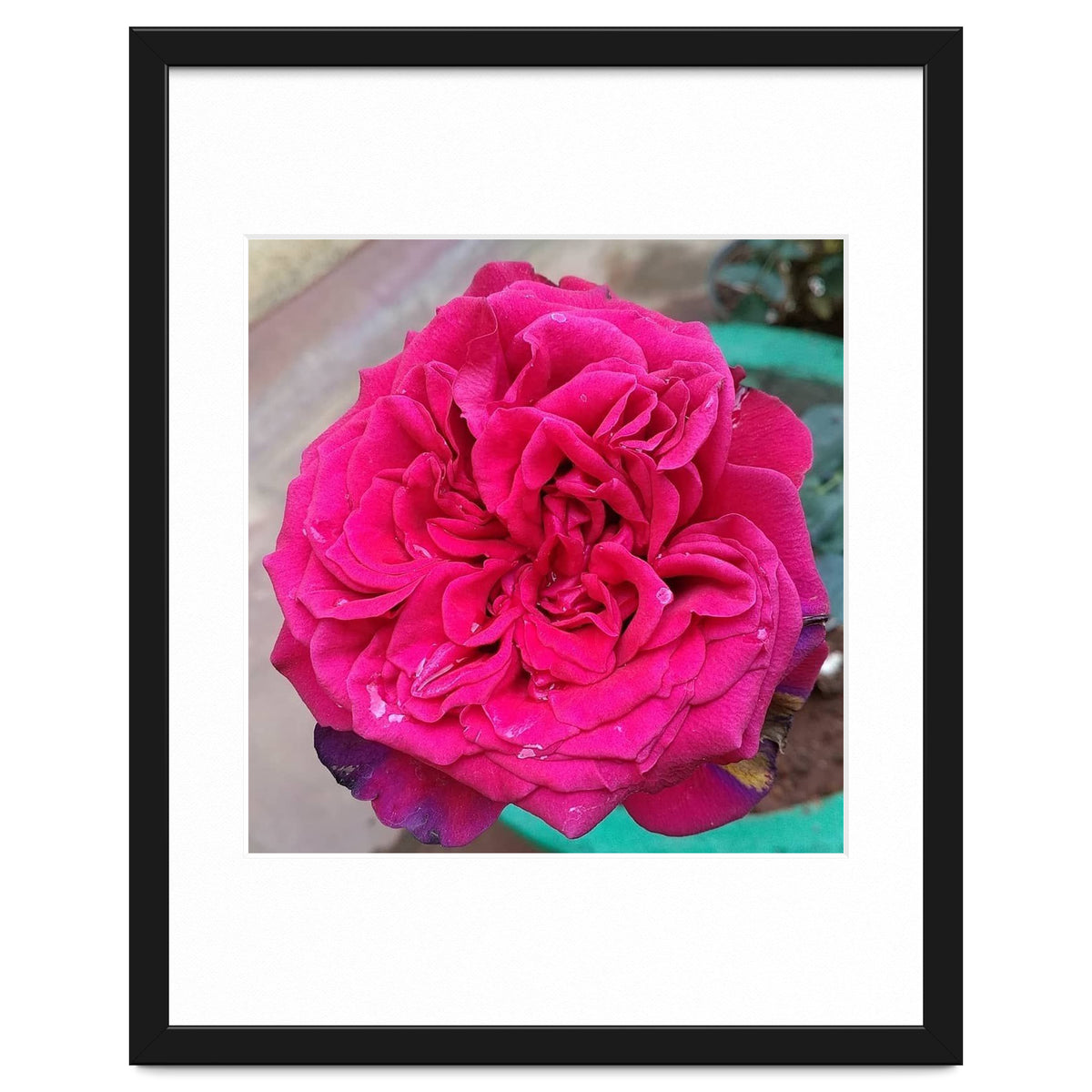 Beautiful Fragrant Rose