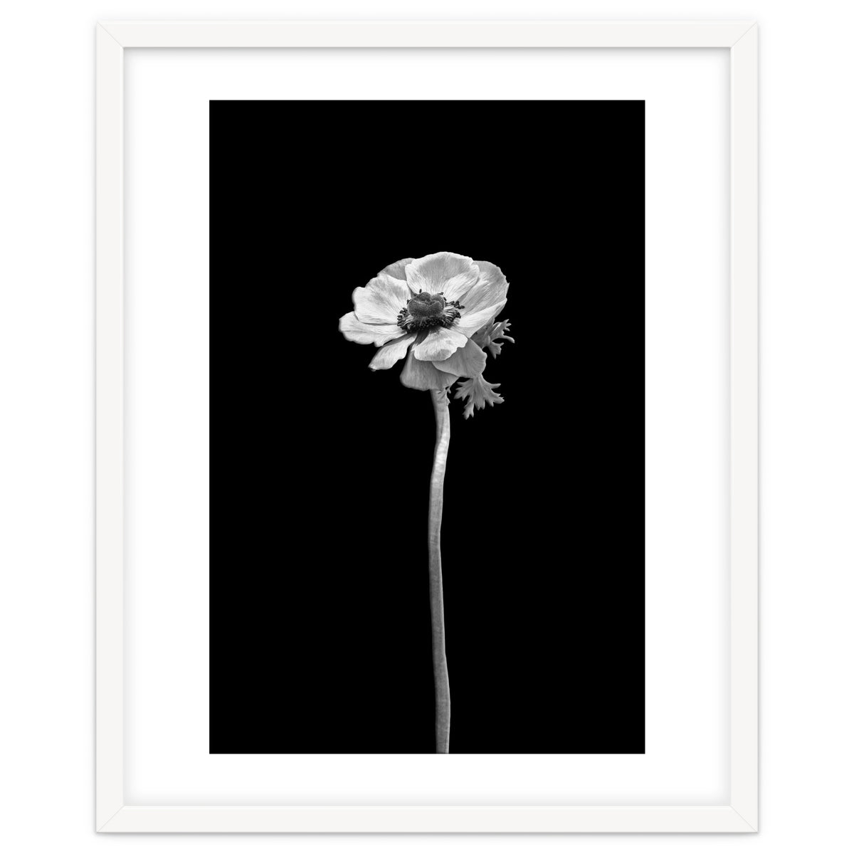 Anemone coronaria | dark design