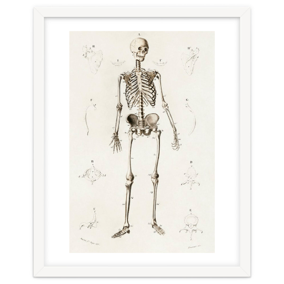 Human skeleton illustrated