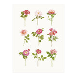 Cc Roses 07 (Print Only) thumbnail