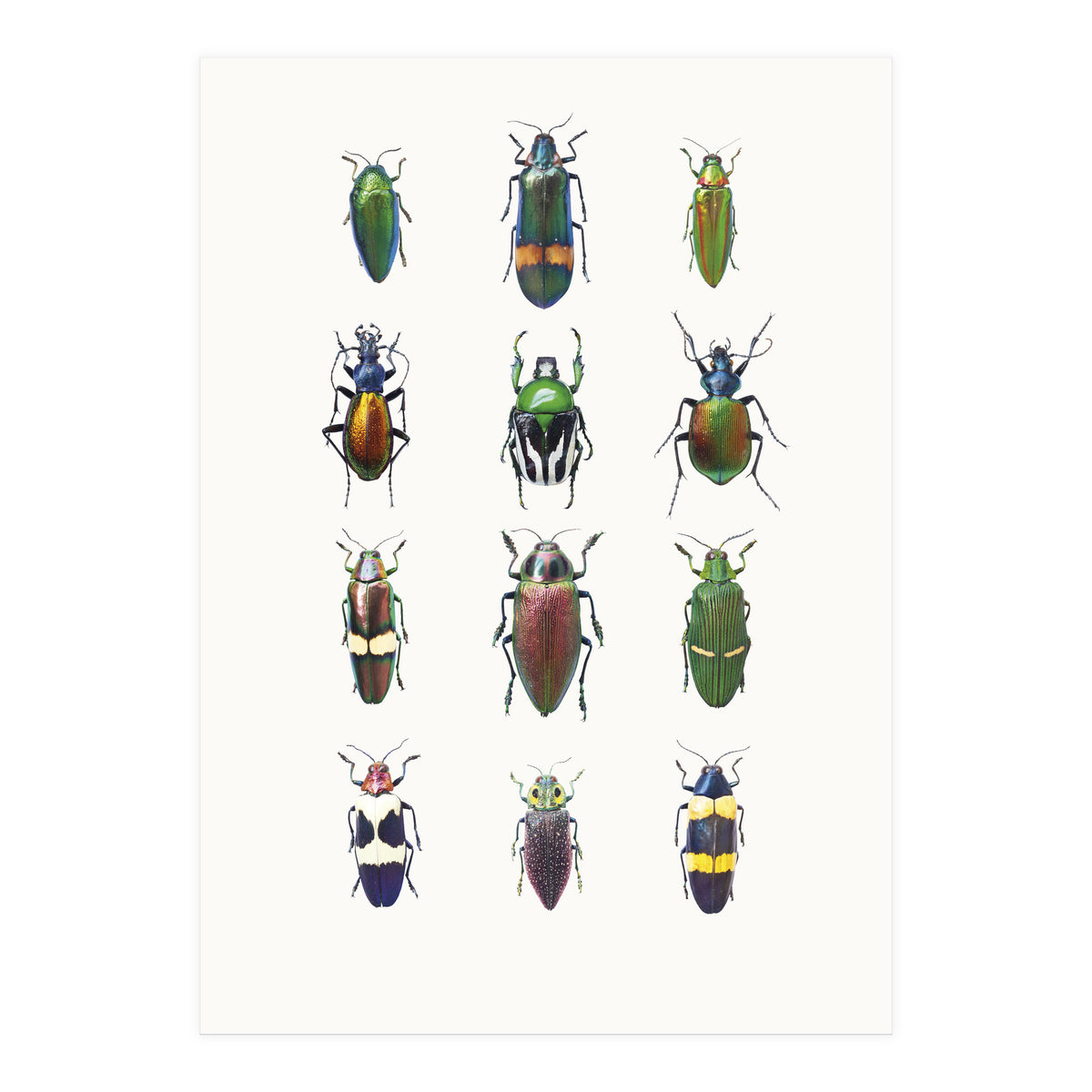 Cc Insects 03 (Print Only)